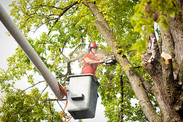 How Our Tree Care Process Works  in  Jessup, MD